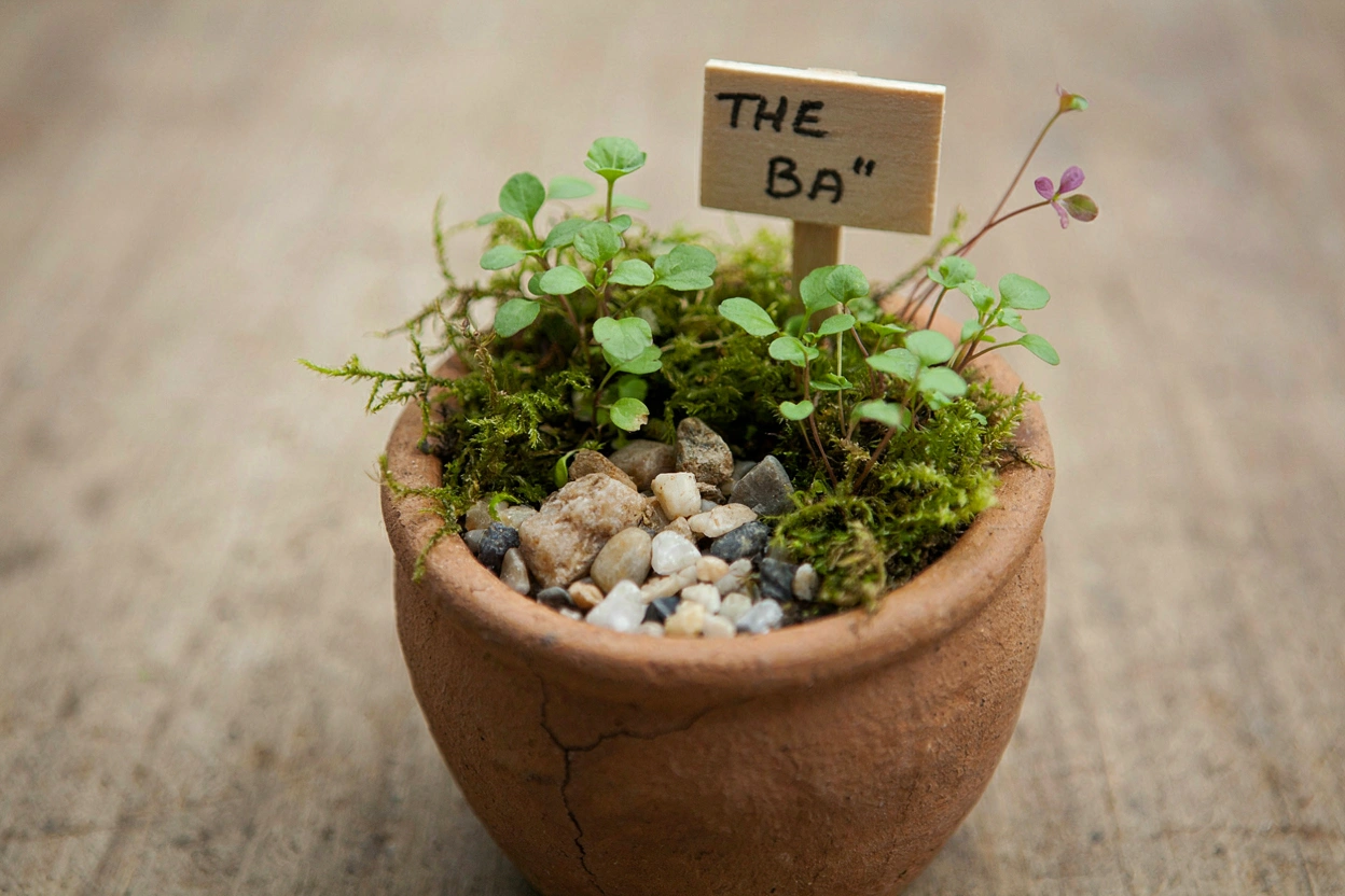 Jardin miniature dans un pot en terre cuite fissuré avec mousse et petites plantes